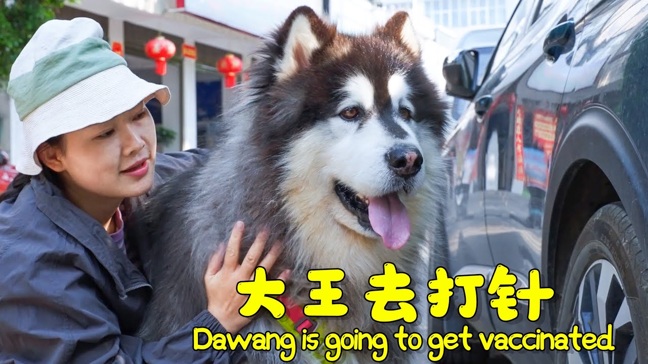For the health of Wangwang and Laifu, it's time for vaccinations again~