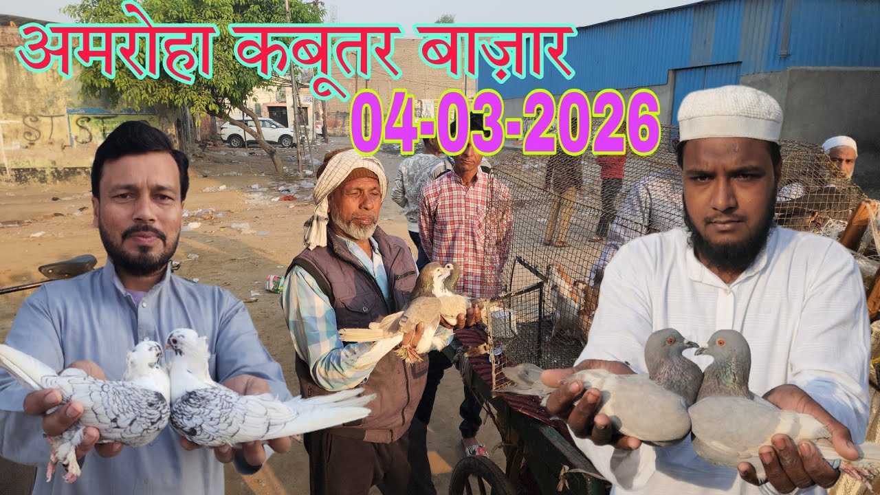 Amroha kabootar market 🕊️ 04-03-2026. अमरोहा कबूतर बाज़ार। Gola kabootar market.