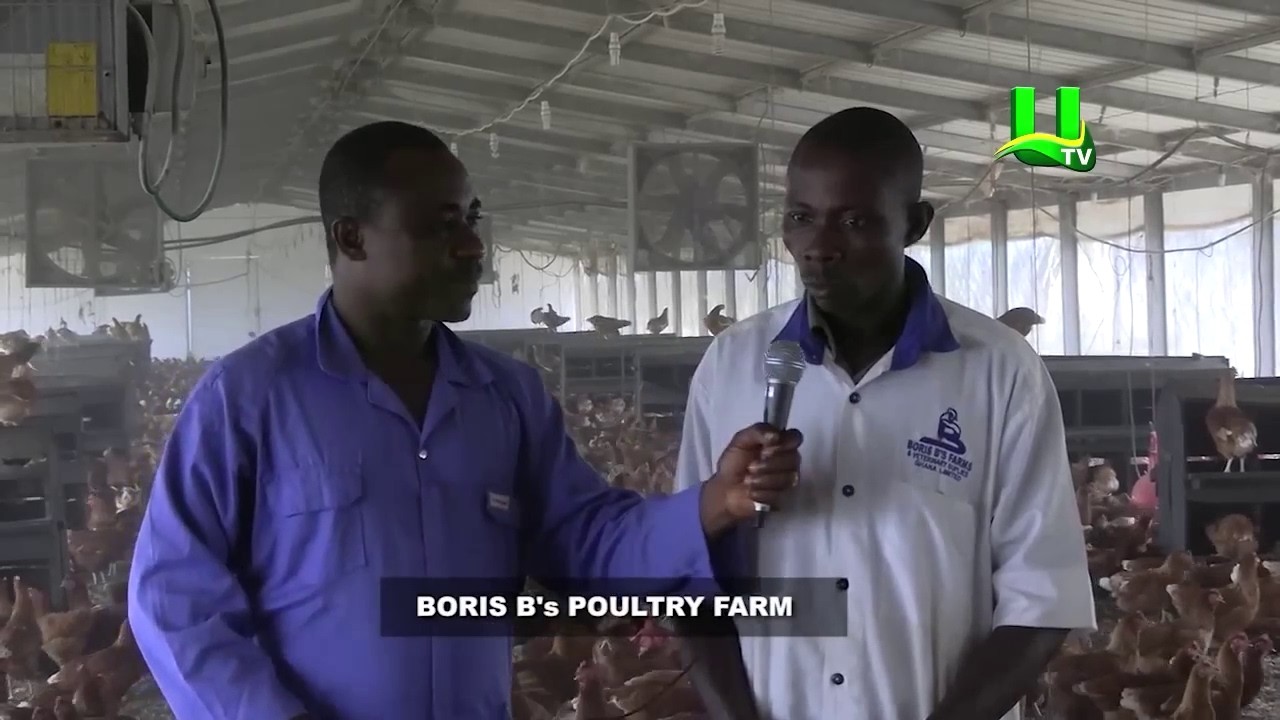 Interview with Assistant Poultry Manager on AYEKOO  (Boris B Poultry Farm)