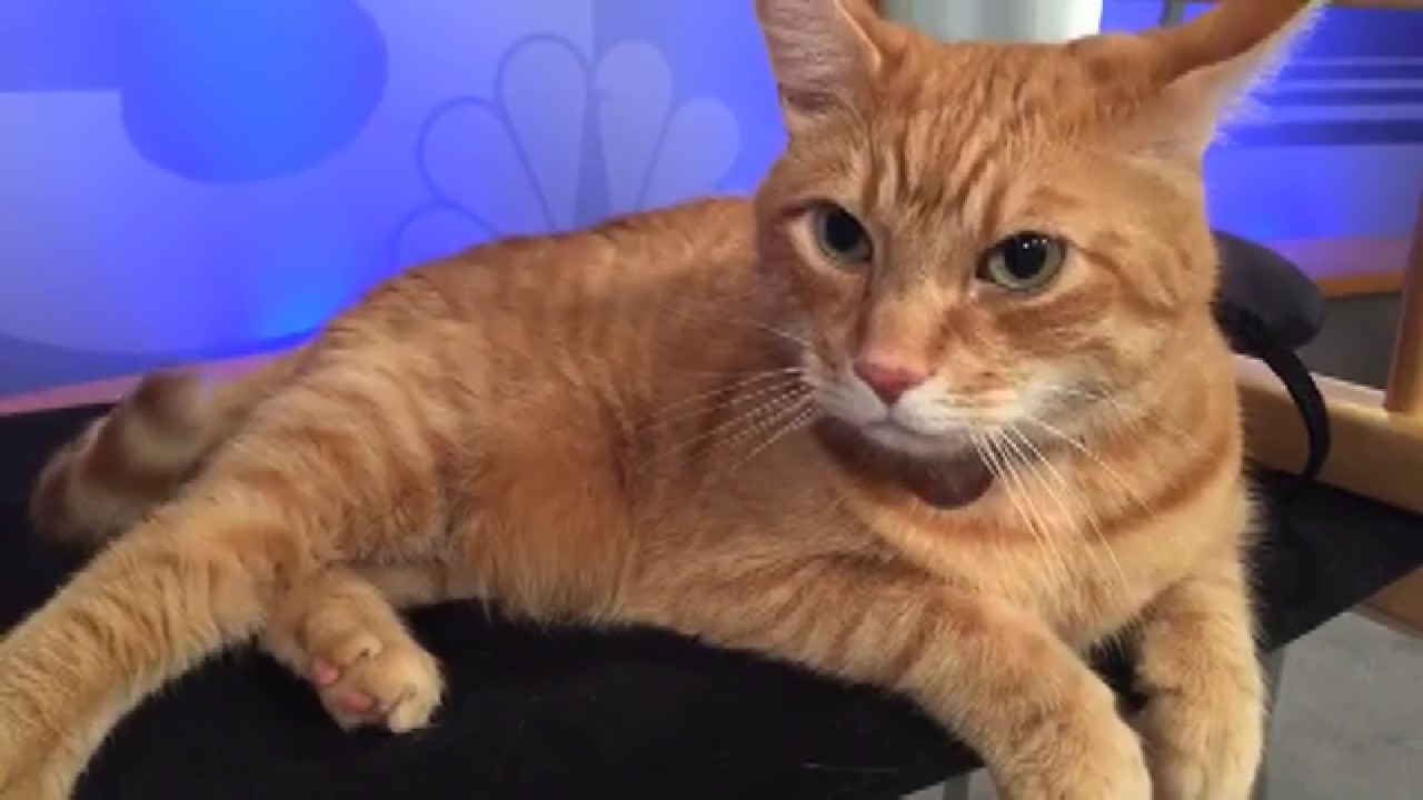 Morris the Cat visits Donovan Live!