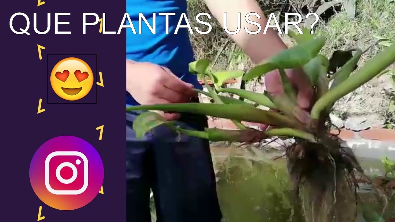 es conveniente colocar PLANTAS en mi estanque? 😱 que plantas puedo usar? 🤫 | Estanque Koi