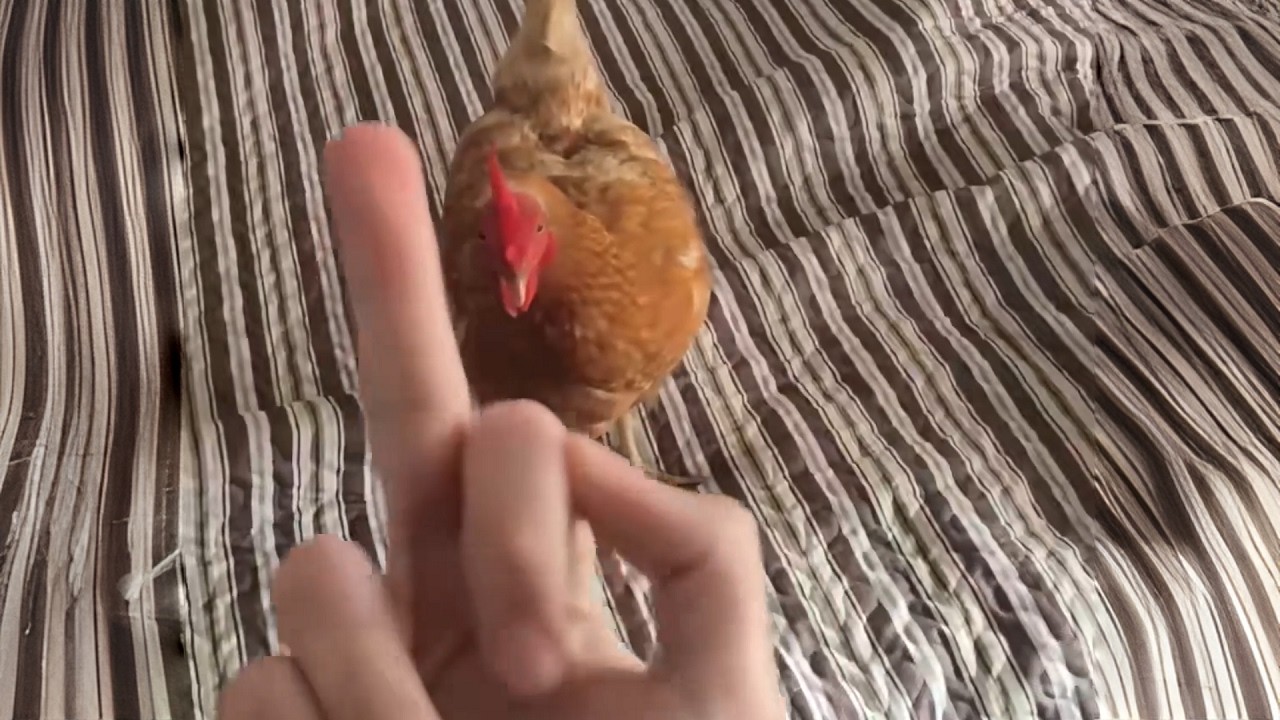 UNUSUAL MEMES COMPILATION V339