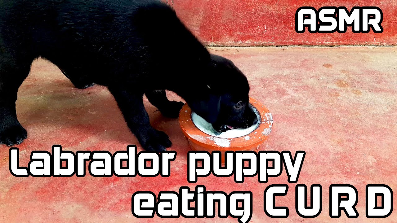 LABRADOR PUPPY EATS CURD FOR THE FIRST TIME !! ASMR
