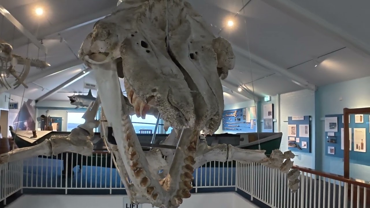 EDEN KILLER WHALE  MUSEUM