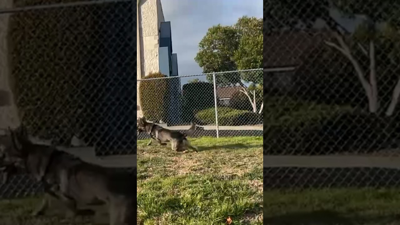 Very quick GSD MIX 