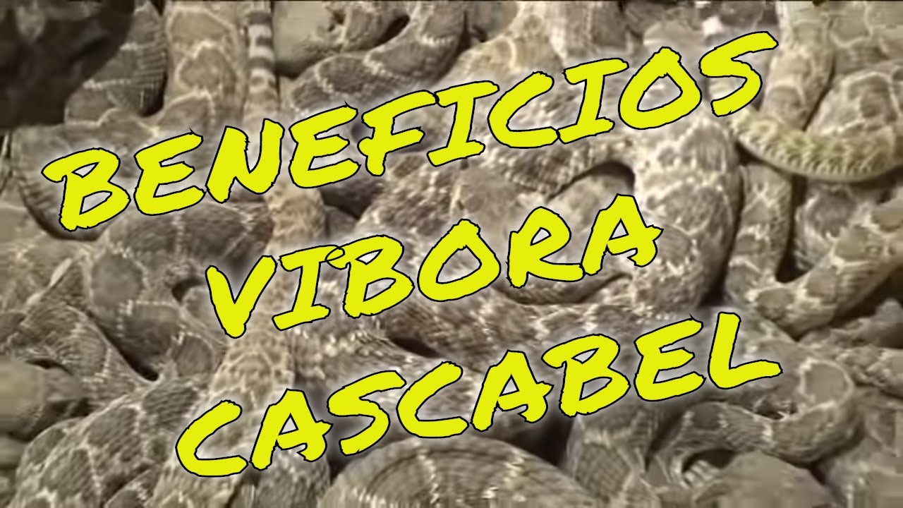¡Descubre los Impactantes Secretos de la Víbora de Cascabel en Sweetwater, Texas!