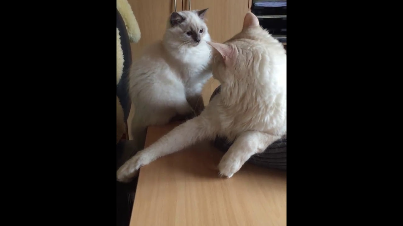Ragdoll vs. Maine Coon