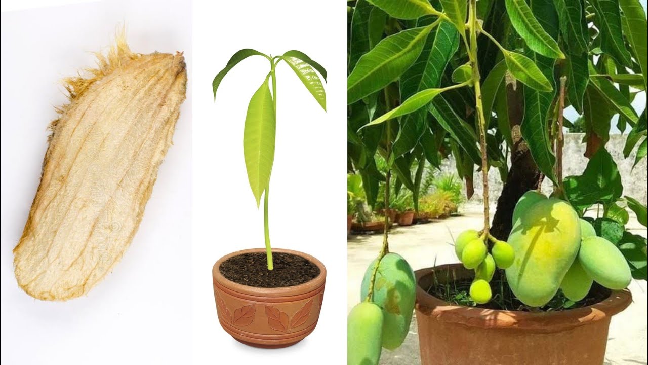 I Planted a Mango Seed – You Won’t Believe What Happened!