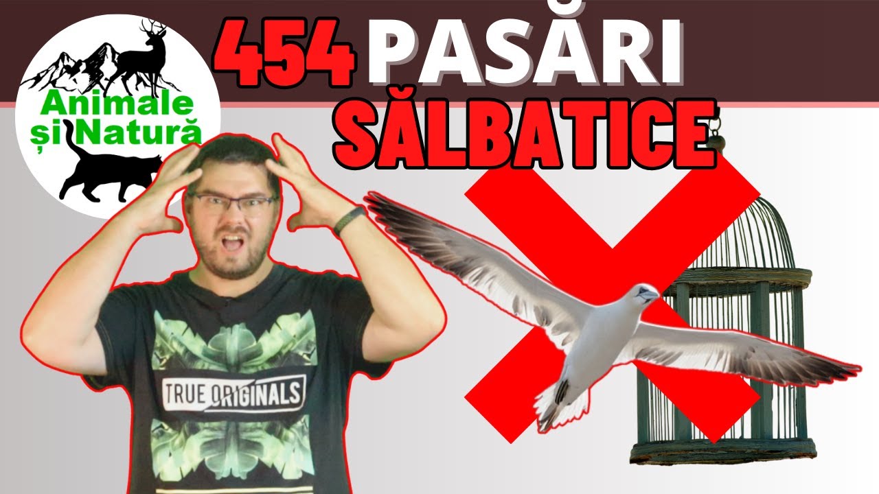 De ce NU trebuie să prinzi păsările sălbatice și să le ții acasă?