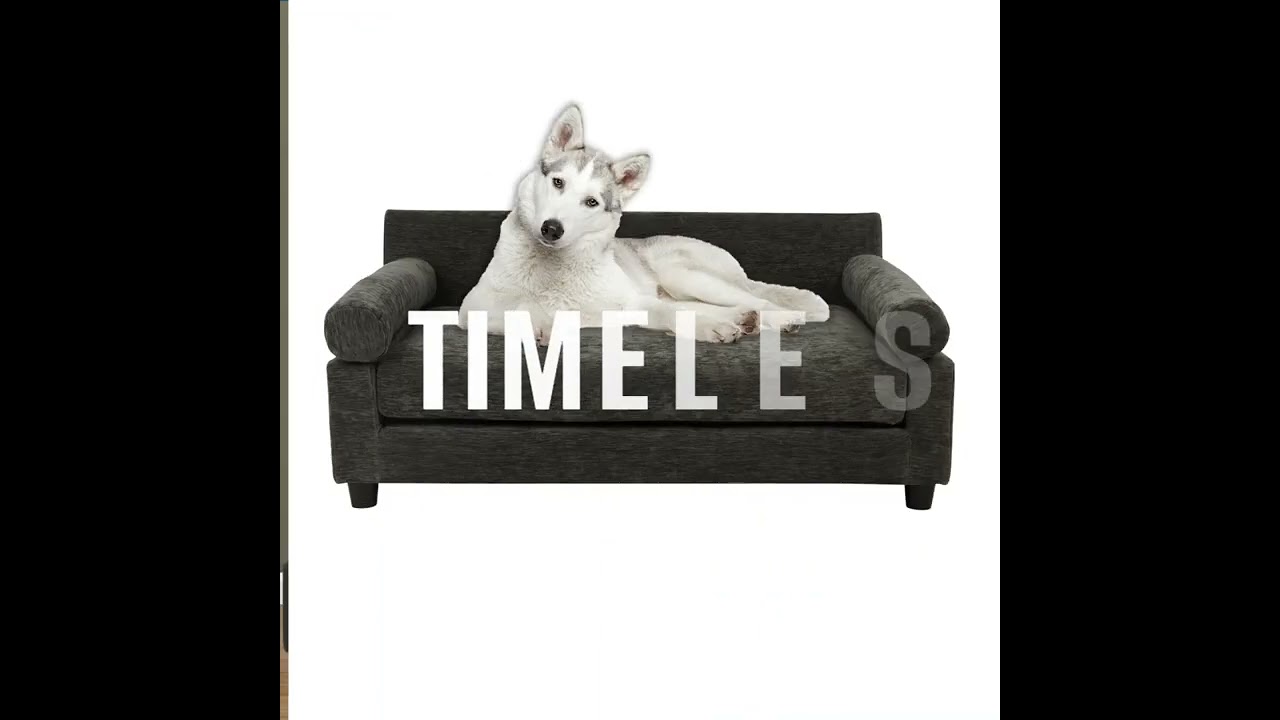 Coolest Dog Sofa Beds