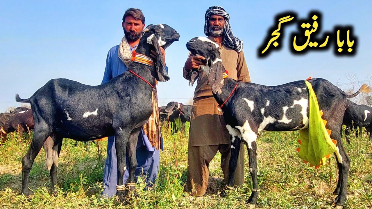 Black Amritsari Beetal goats Of Baba Rafiq Gujjar-Pure Amritsari Beetal goats- Goat Farming 2026 