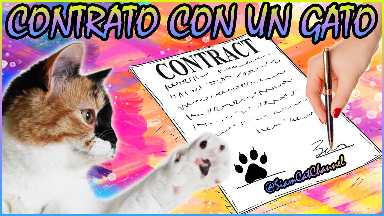 CONTRATO CON UN GATO - SiamCatChannel