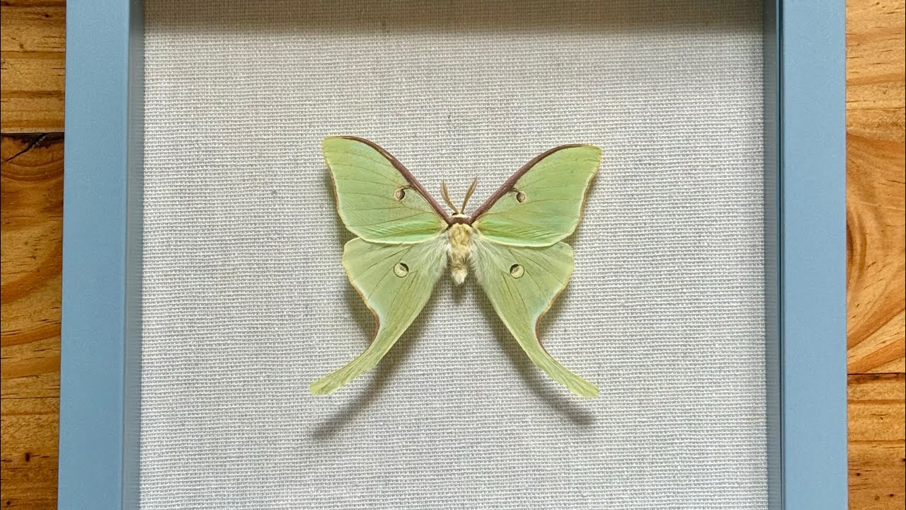 How to Frame a Moth Specimen in a Shadowbox Frame