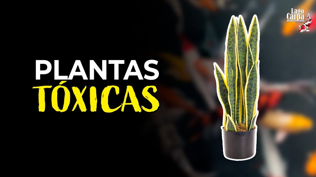 Plantas que devem ficar LONGE do seu lago!