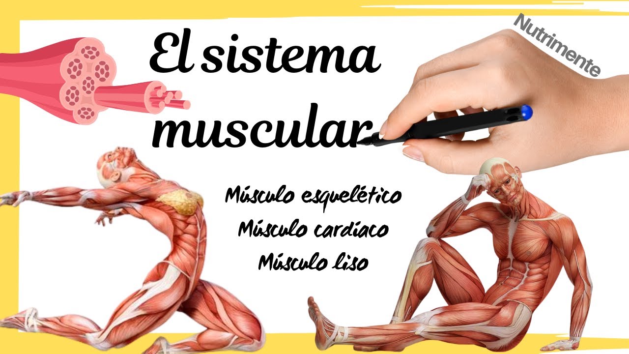 El SISTEMA MUSCULAR [Tipos de músculos y sus características]