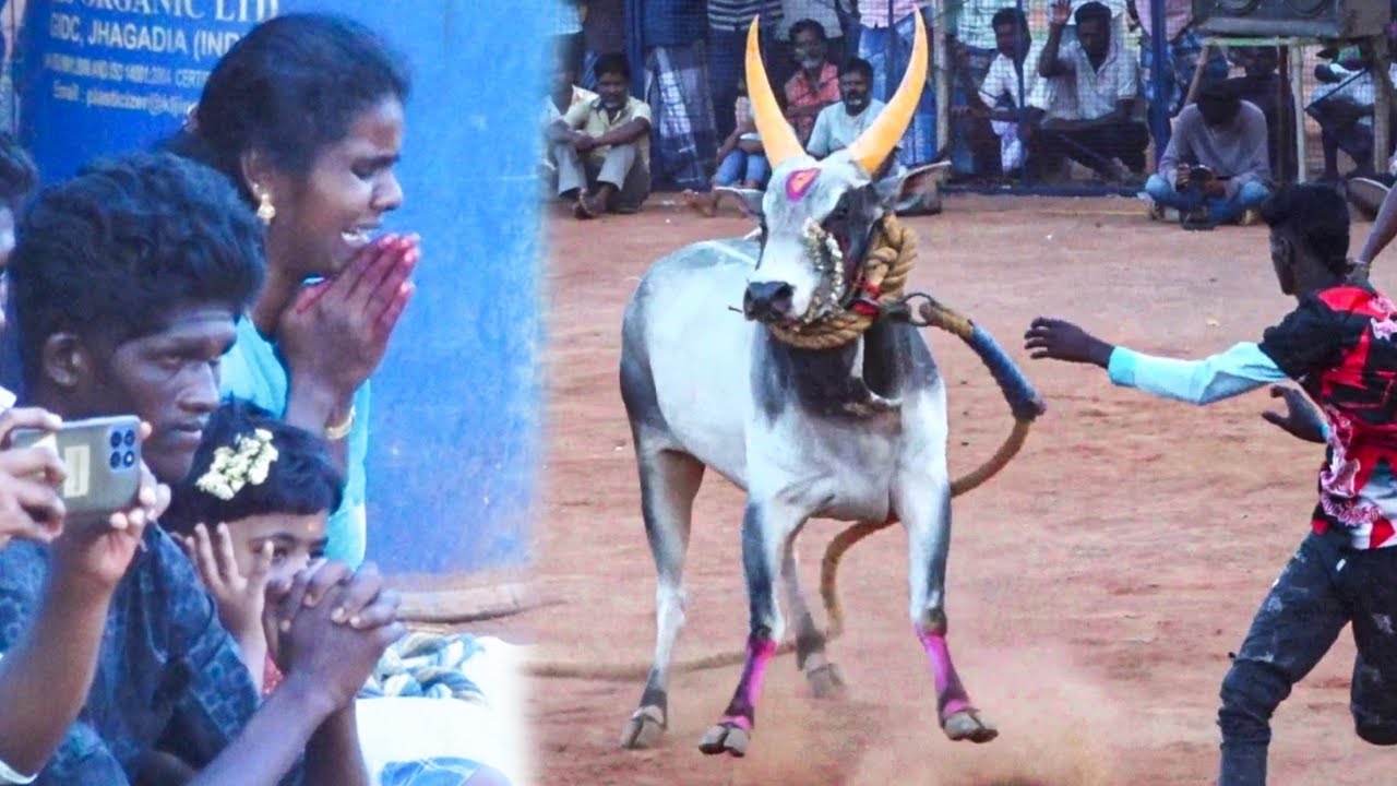 வீரதமிழச்சி காளை. மருதிப்பட்டி வீரத்தமிழச்சி மருதமீனாள் காளை VS காரைக்குடி சீவூரணி காளியம்மன் குழு..