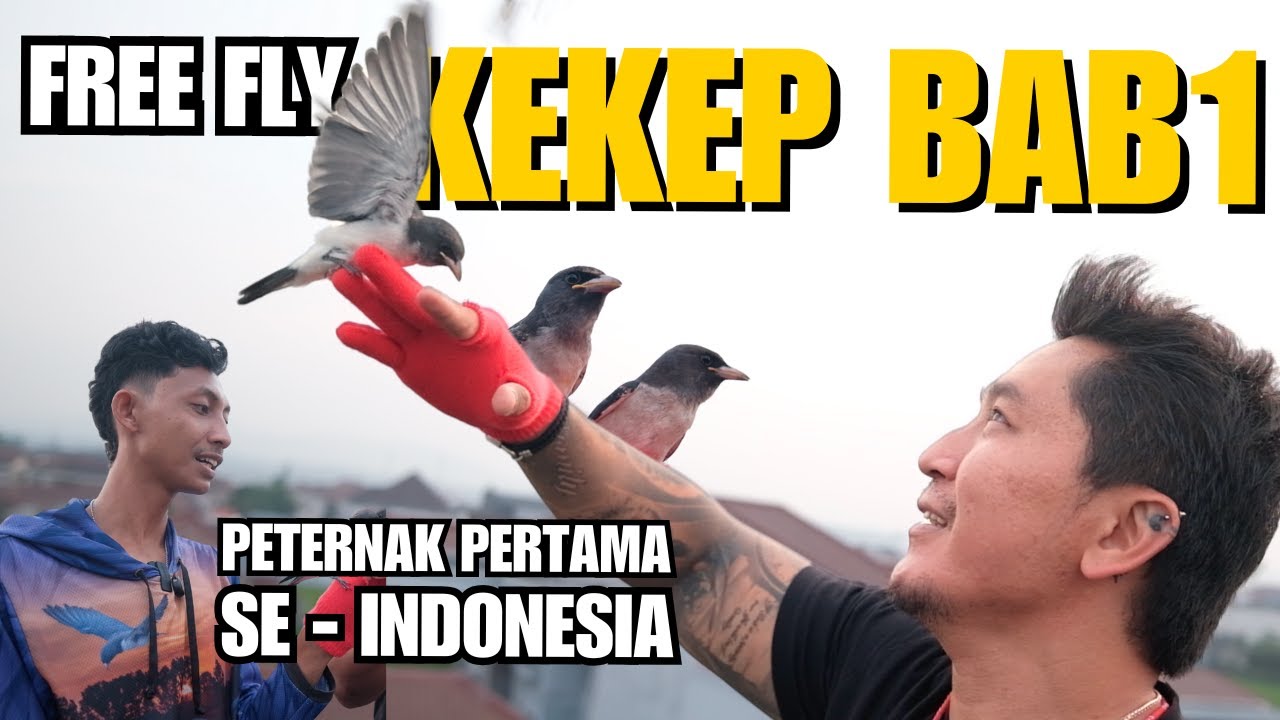 PETERNAK BURUNG KEKEP BAB1 PERTAMA DI INDONESIA!! FREE FLY | TEDY HUANG | D'HUANG AVIARY