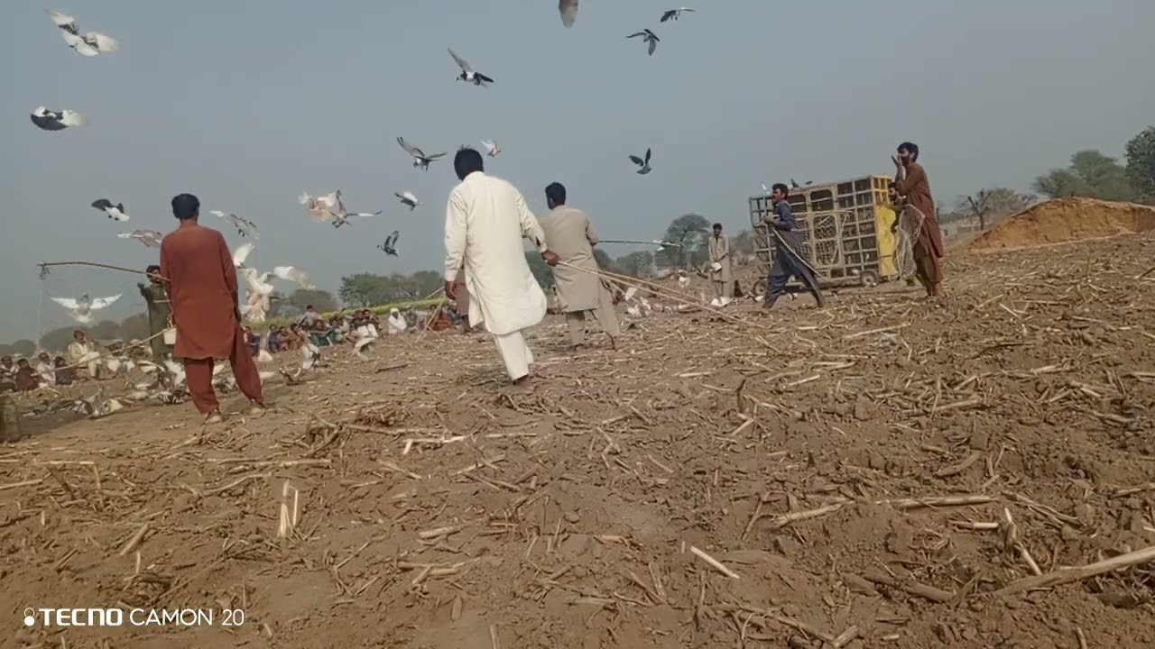 ||کبوتر بازی ایک جنون|| 🕊️🕊️|| نازیر  خان کا کھوکھا|| بمقابلہ ||شیم حسین کا کھوکھا ||زبردست مقابلہ||