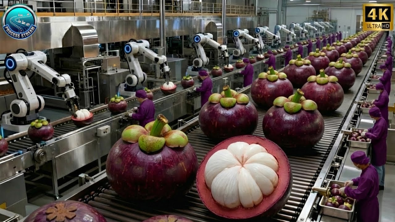 Inside a Modern Mangosteen Plant: From Fresh Mangosteens to Purple Fruit Extract (Full Process)