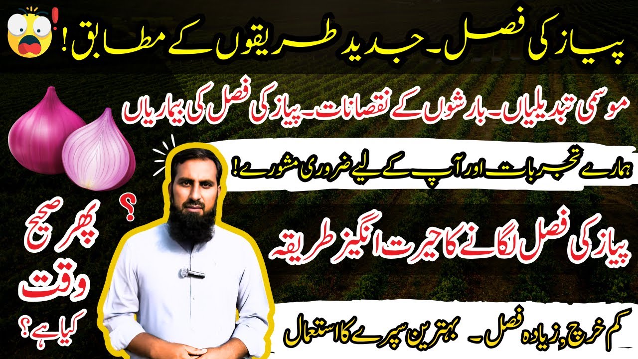 Payaz ki paneeri |Onion seedling |Onion crop preparation in September |IR FARM
