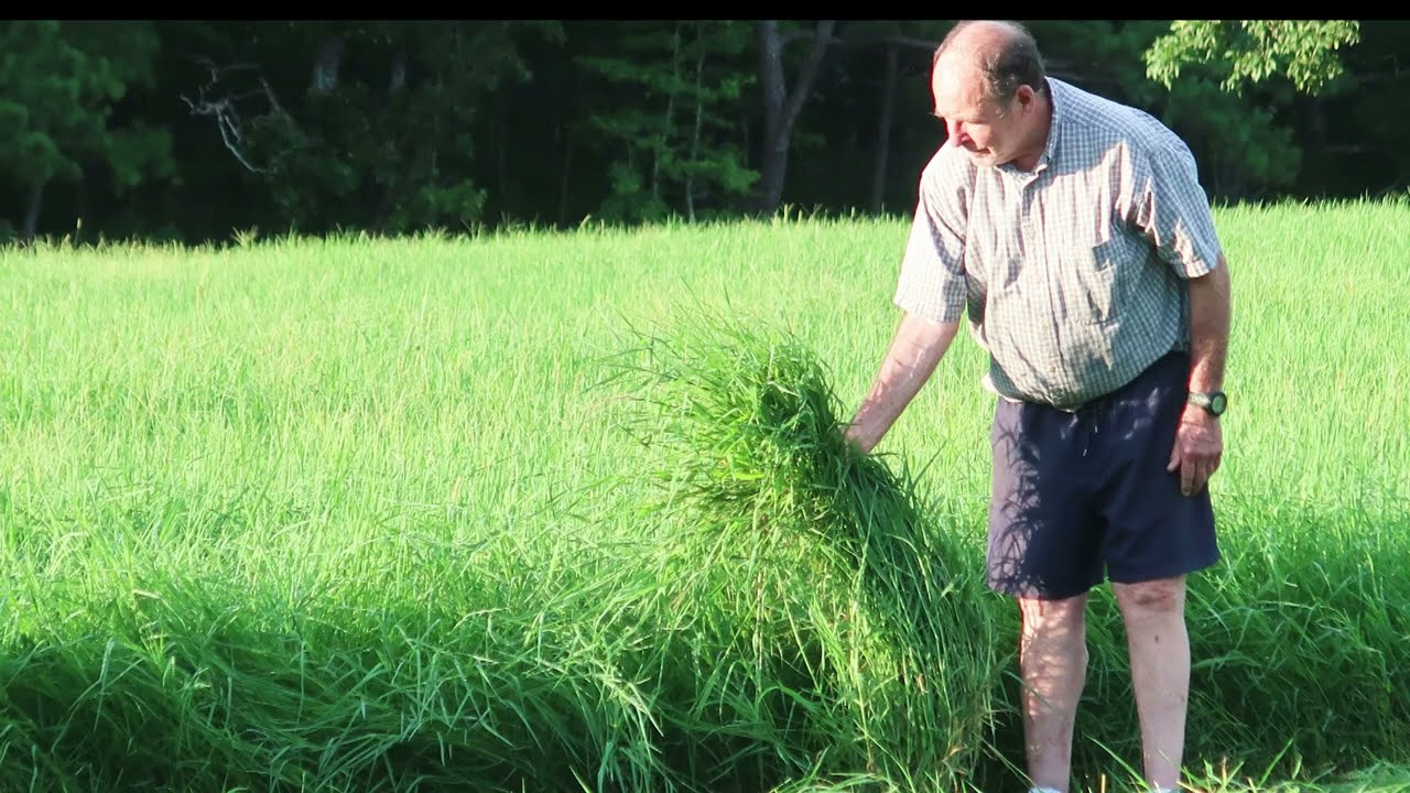 Tifton 85 Costal Bermuda - 2nd Hay Cutting