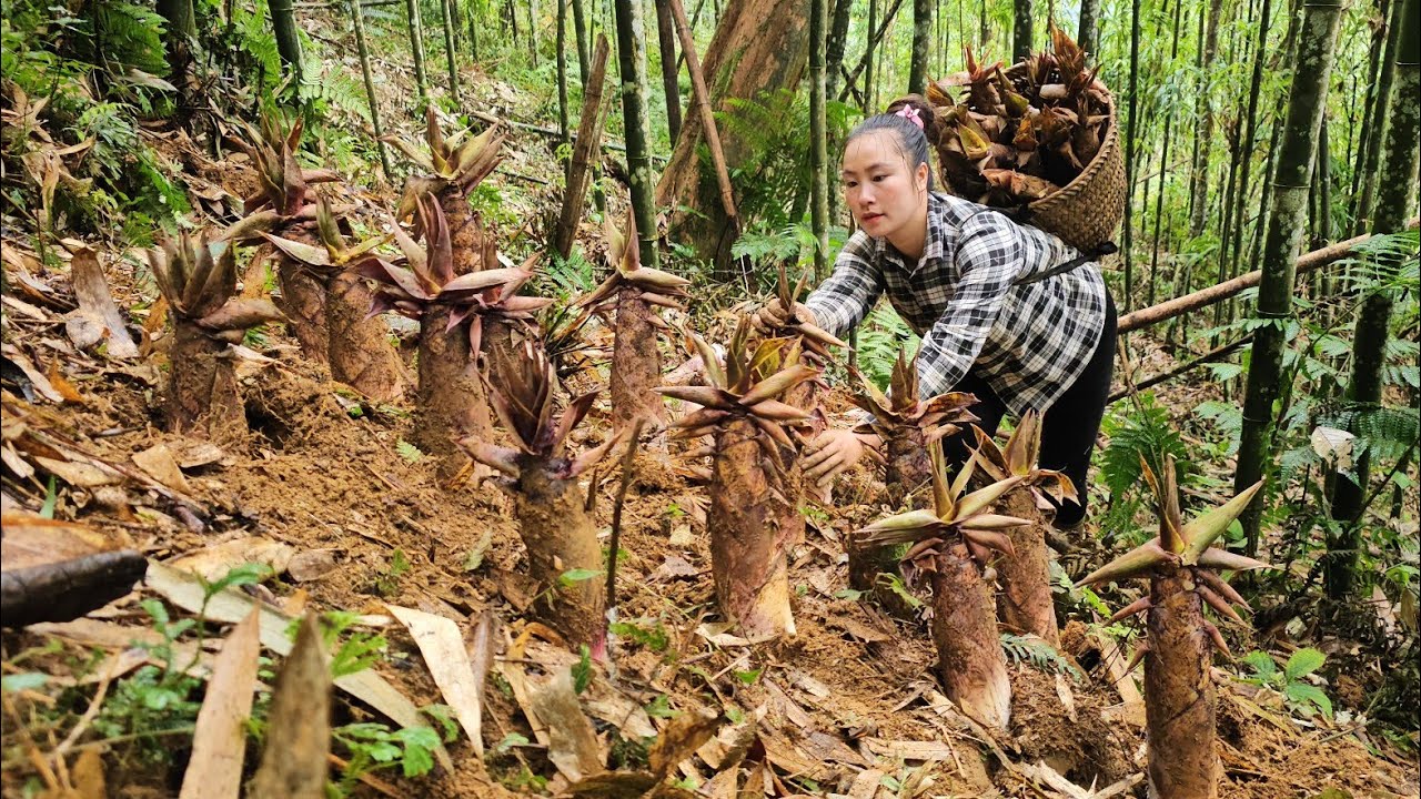 Harvest giant bamboo shoots to sell at the market, take care of the chicks | Tương Thị Mai