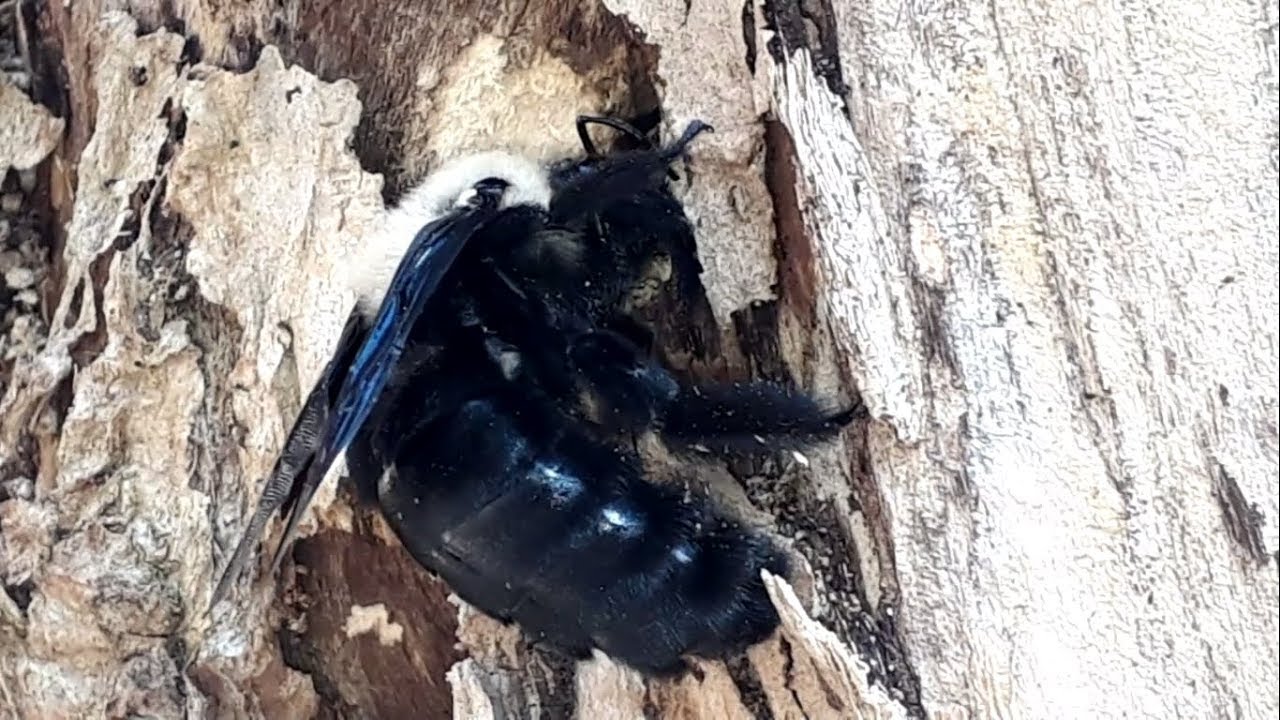 Mamangava-gigante (Xylocopa grisescens) Polinizando e Nidificando