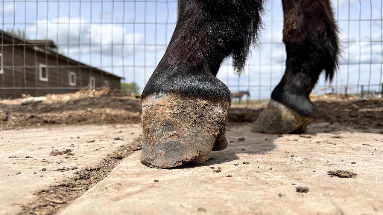 CLUB FOOT Horseshoe