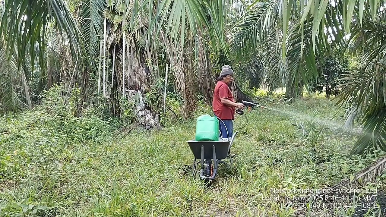 Meracun Rumput Di Kebun Sawit 