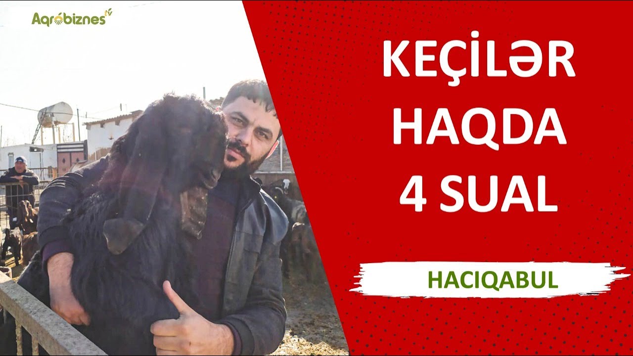 Hələb keçiləri ilə bağlı 4 vacib sualın cavabı