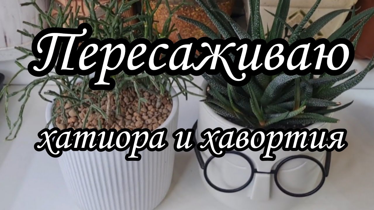 Хавортия сбросила корни #succulent