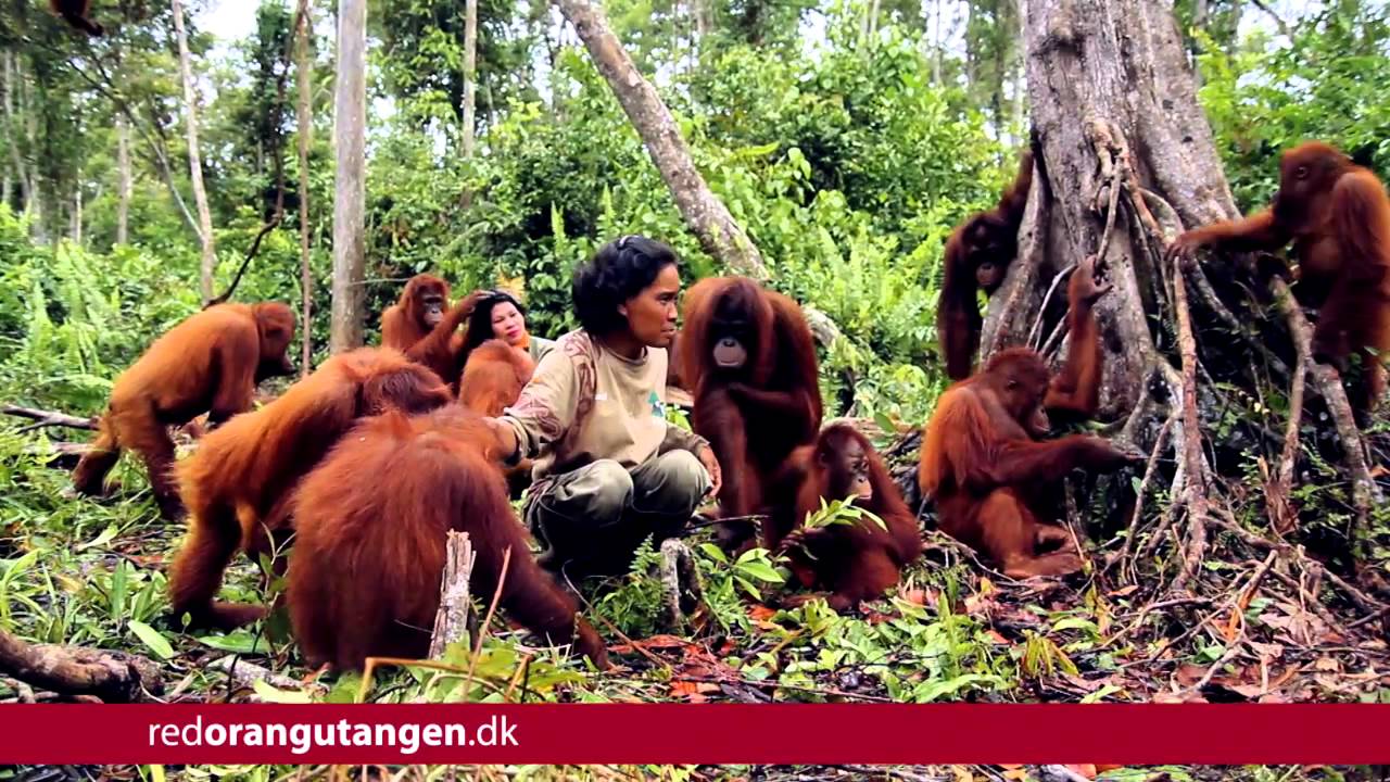 Jossy på Nyaru Menteng, sommer 2013