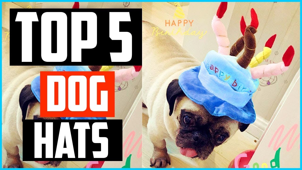 Top 5 Best Dog Hats in 2026