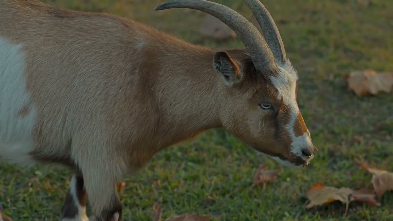 Another evening with the animals 2025 nov 20 farm goats and gray