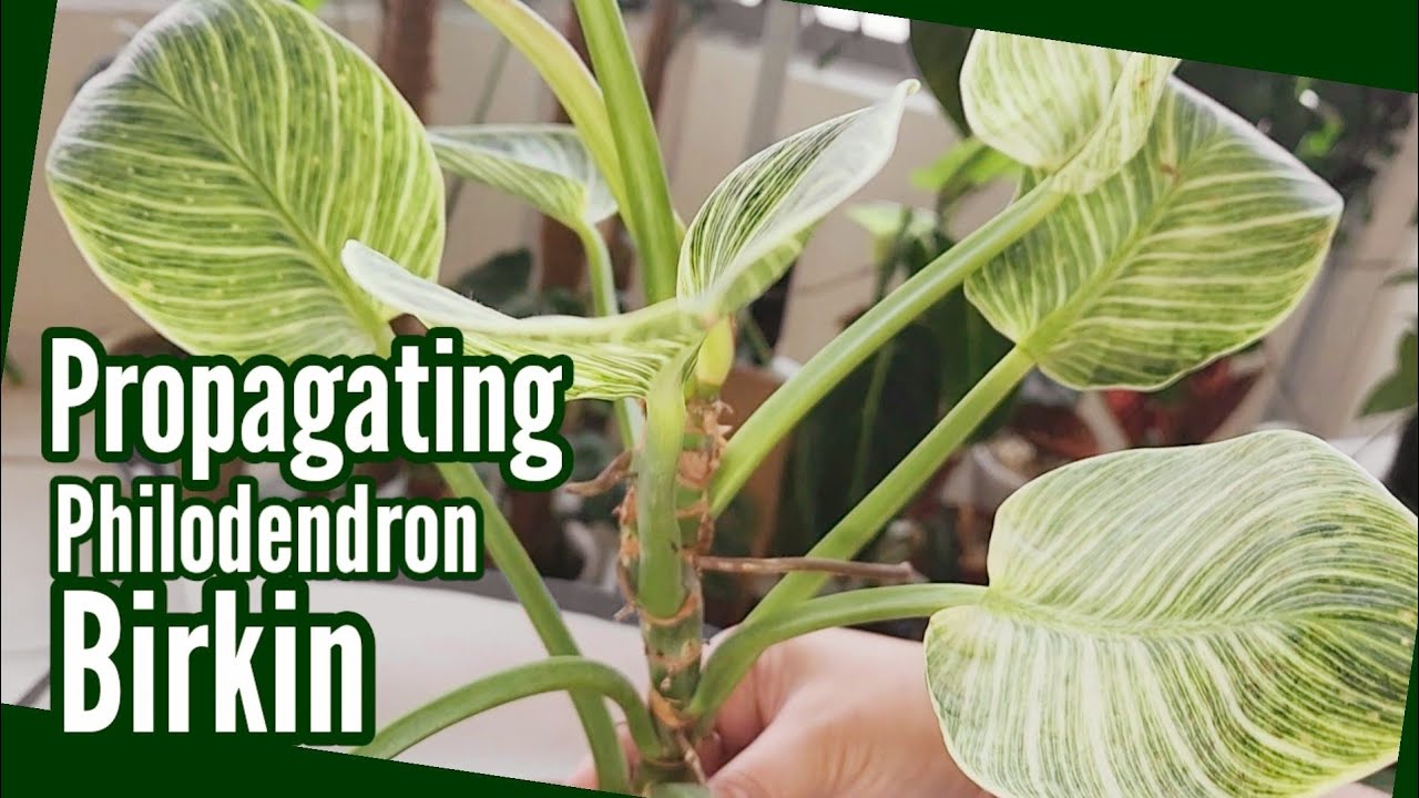 Часть 1: Как размножить филодендрон Биркин