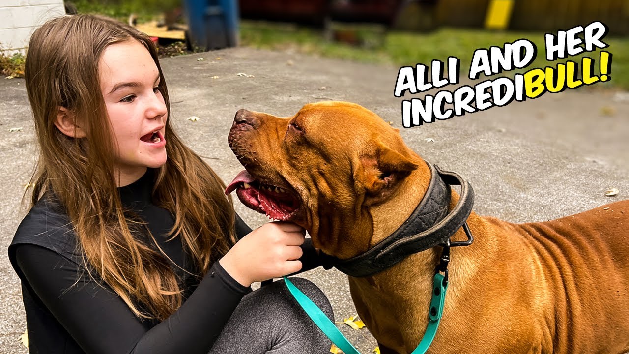 Unveiling the XXL American Bully Litter's Birthday Surprise!! #kingdombullykennels