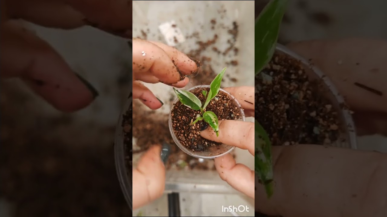 Фитильный полив, че как #greenfingers #plants #lifehacks 
