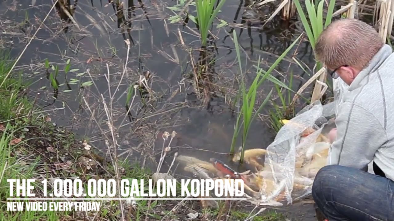 The 1.000.000 Gallon Koipond - E004 - Releasing 125 koi