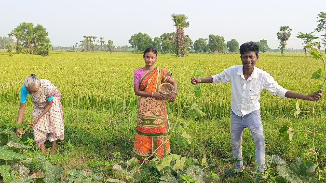 মাঠের থেকে টাটকা তুলে আনা মাশরুম তার সাথে গিমাশাক দিয়ে মৌরলা মাছের দুর্দান্ত স্বাদে রেসিপি ll