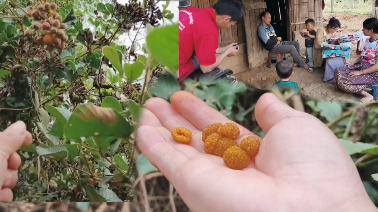 16 mus de txiv pos 2026