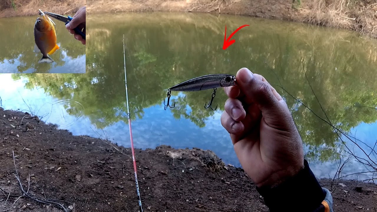 com essa ISCA brava 77 peguei MUITA piranha em poucos minutos