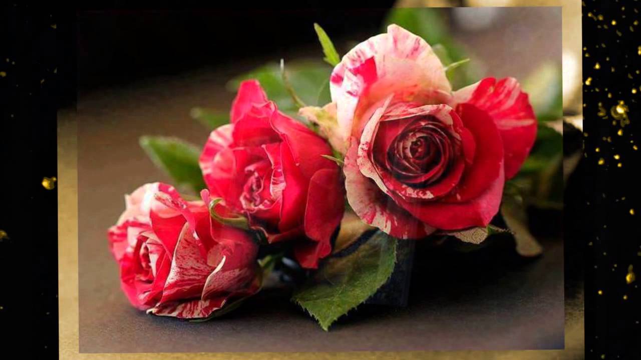 Ilie Micolov ~ Sarut mana, doamna ! Muzica de relaxare.*****