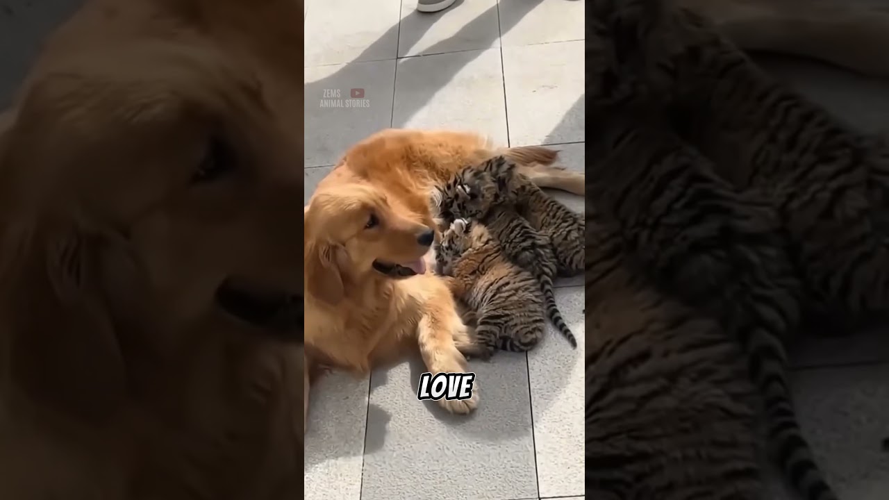 Dog Adopts Lion & Tiger Cubs! #DogMom #unlikelyanimalfriends