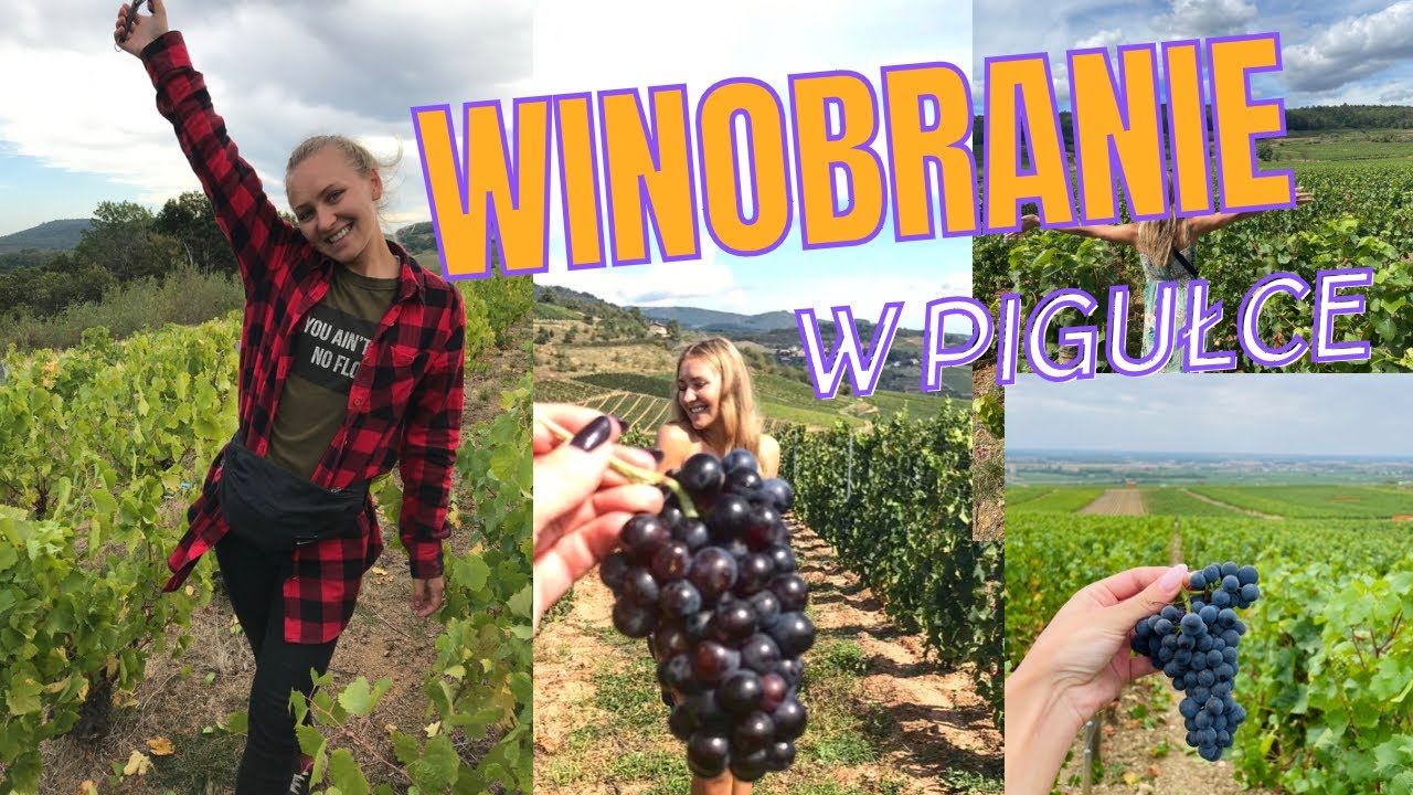 Co mnie spotkało na winobraniu 🤔🇫🇷🍇