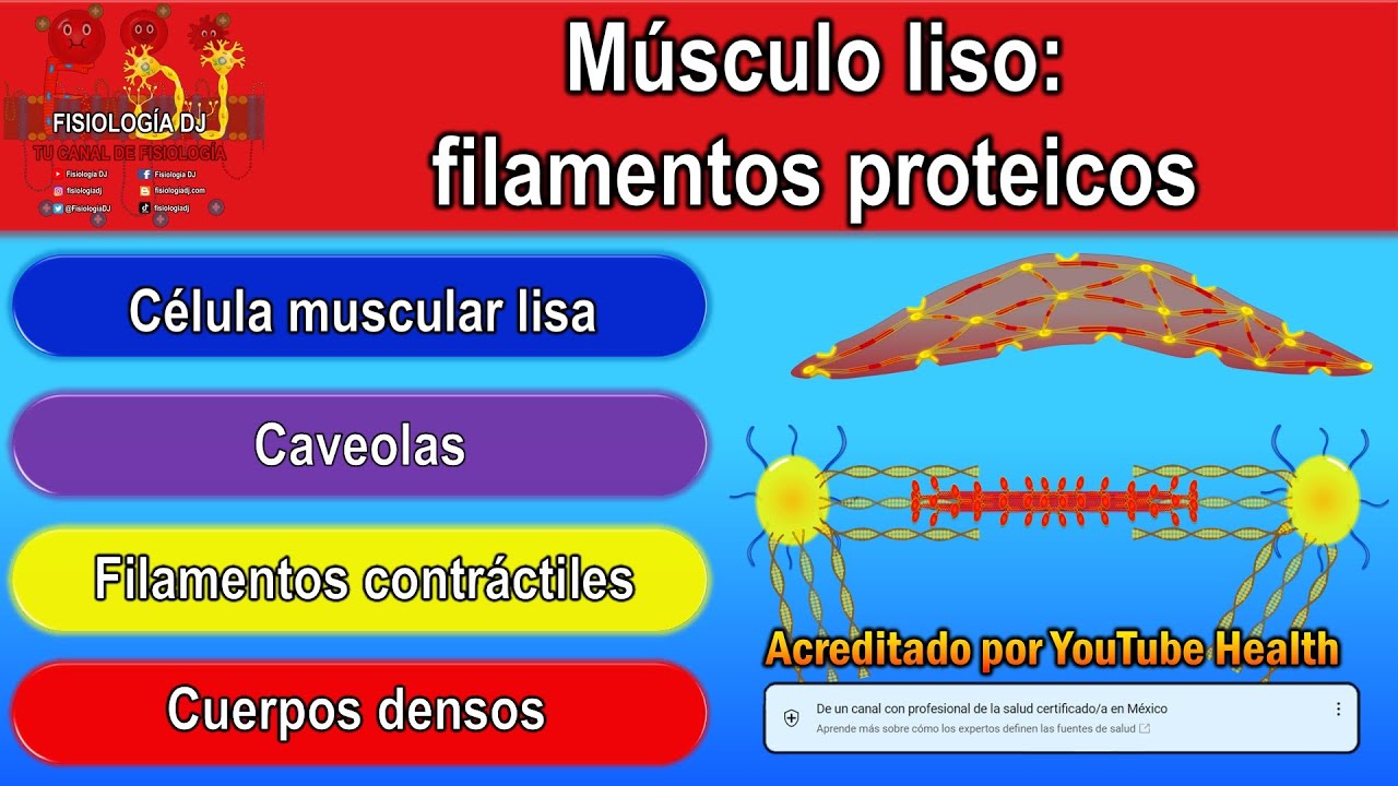 Fisiología del músculo liso | Filamentos proteicos del músculo liso | Cuerpos densos y caveolas