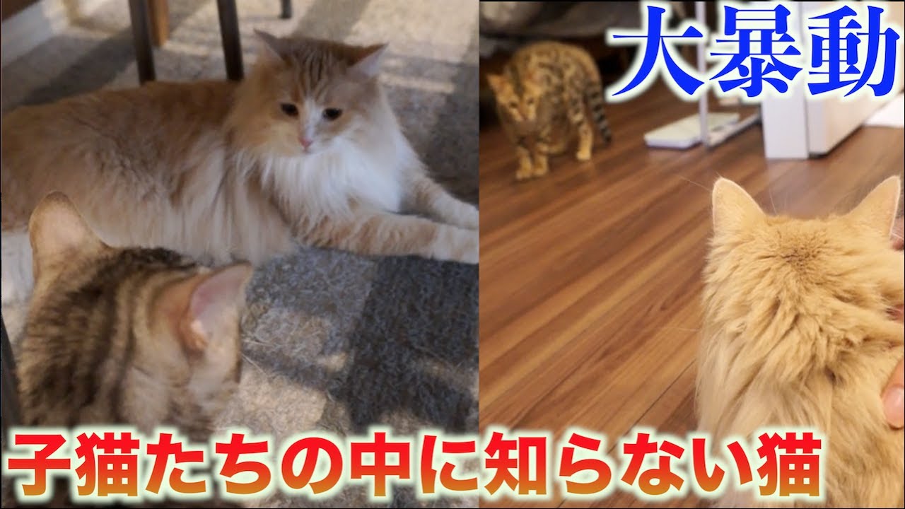 【大パニック】子猫たちの中に知らない猫入れたら戦争が起きたwww