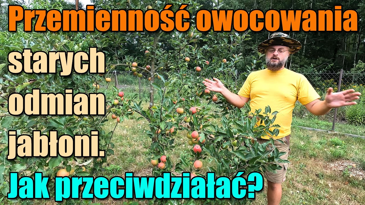 Stare odmiany jabłoni. Owocowanie przemienne. Czym jest? Jak uniknąć? Jabłoń owocuje co 2 lata.