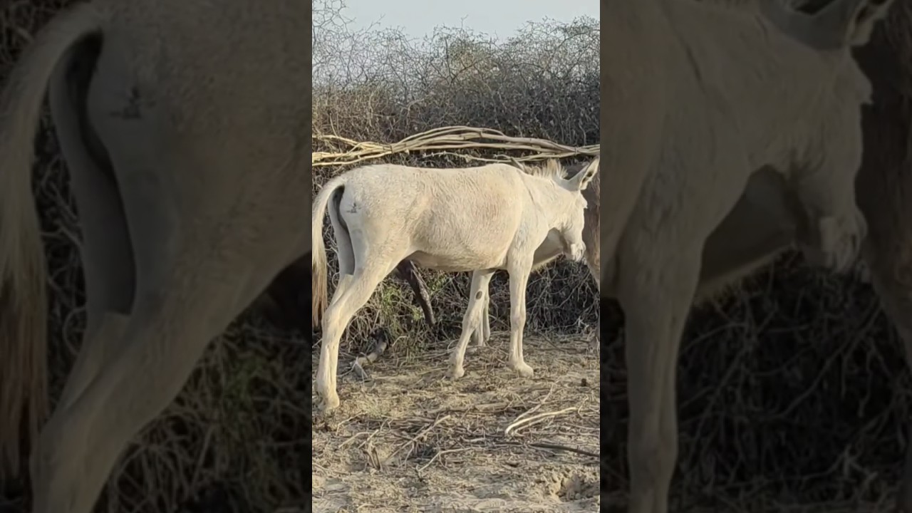 big male donkey enjoy milk #youtubeshorts