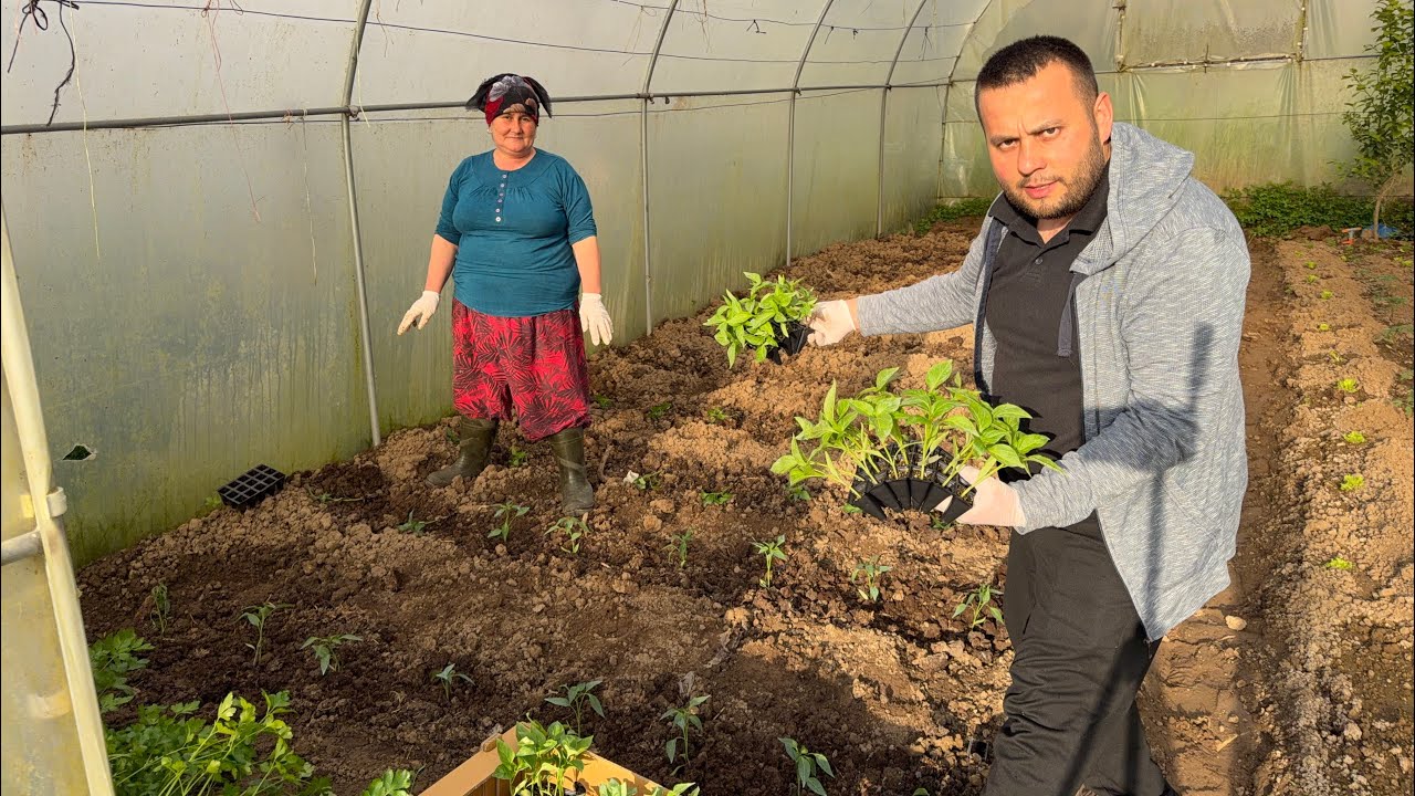 Bu yaz bibersiz kalmayacağız✅ biber nasıl yetişir hepsini aşama aşama anlatım