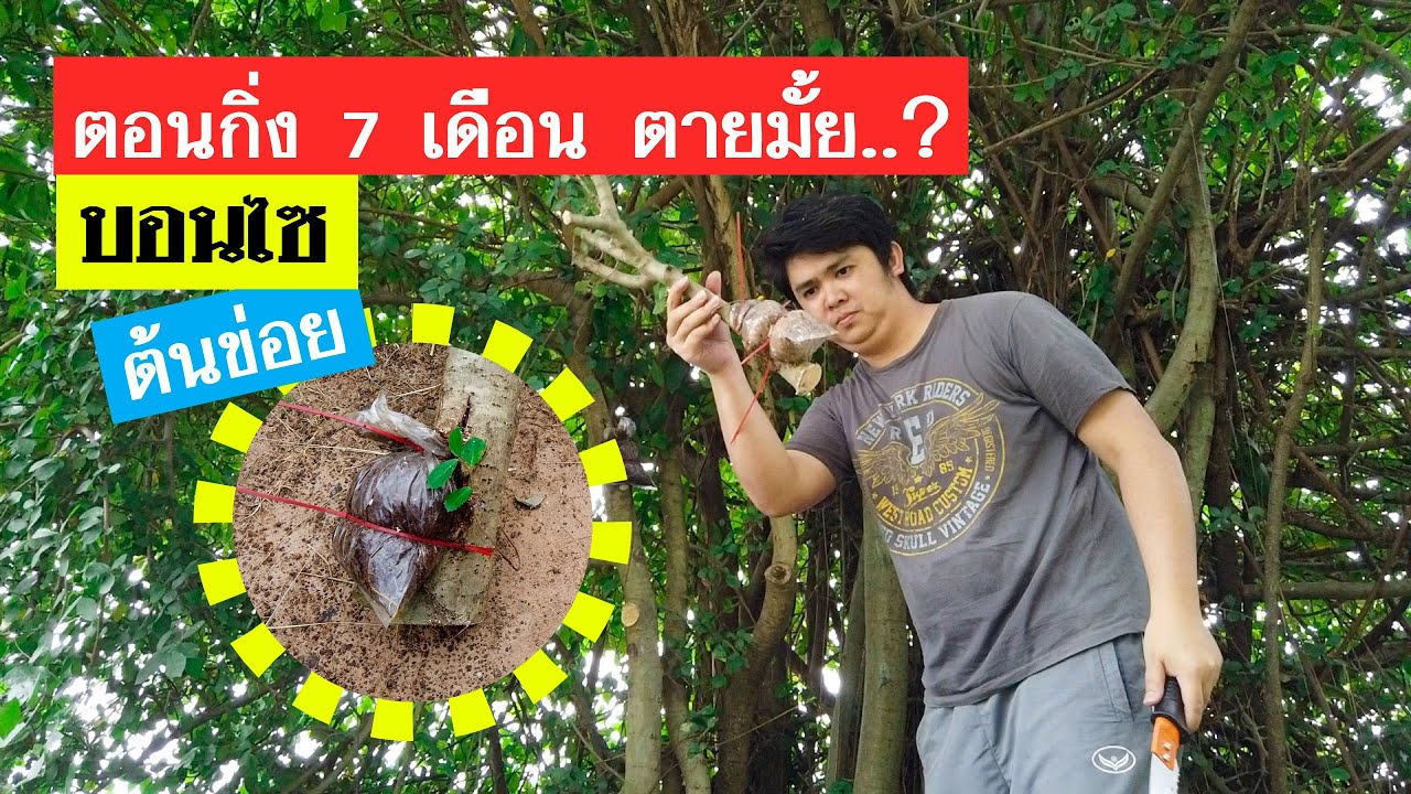บอนไซ : สกัดกิ่งต้นขอย เก็บเกี่ยวไม้วัตถุดิบ บอนไซข่อย (Streblus asper) | Bonsai 022